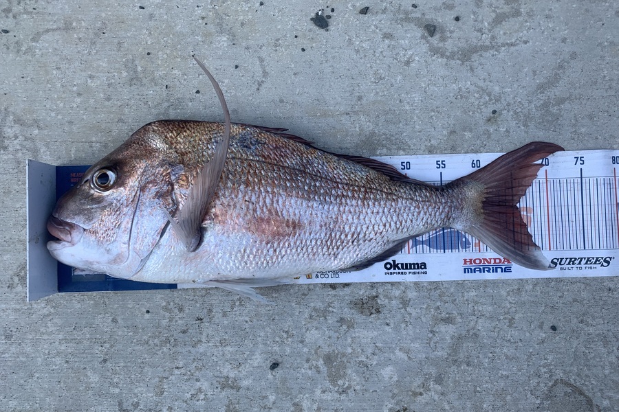 Mark Piskulic caught this 65cm Snapper at Doubtless Bay during The Export NZ Fishing Competition